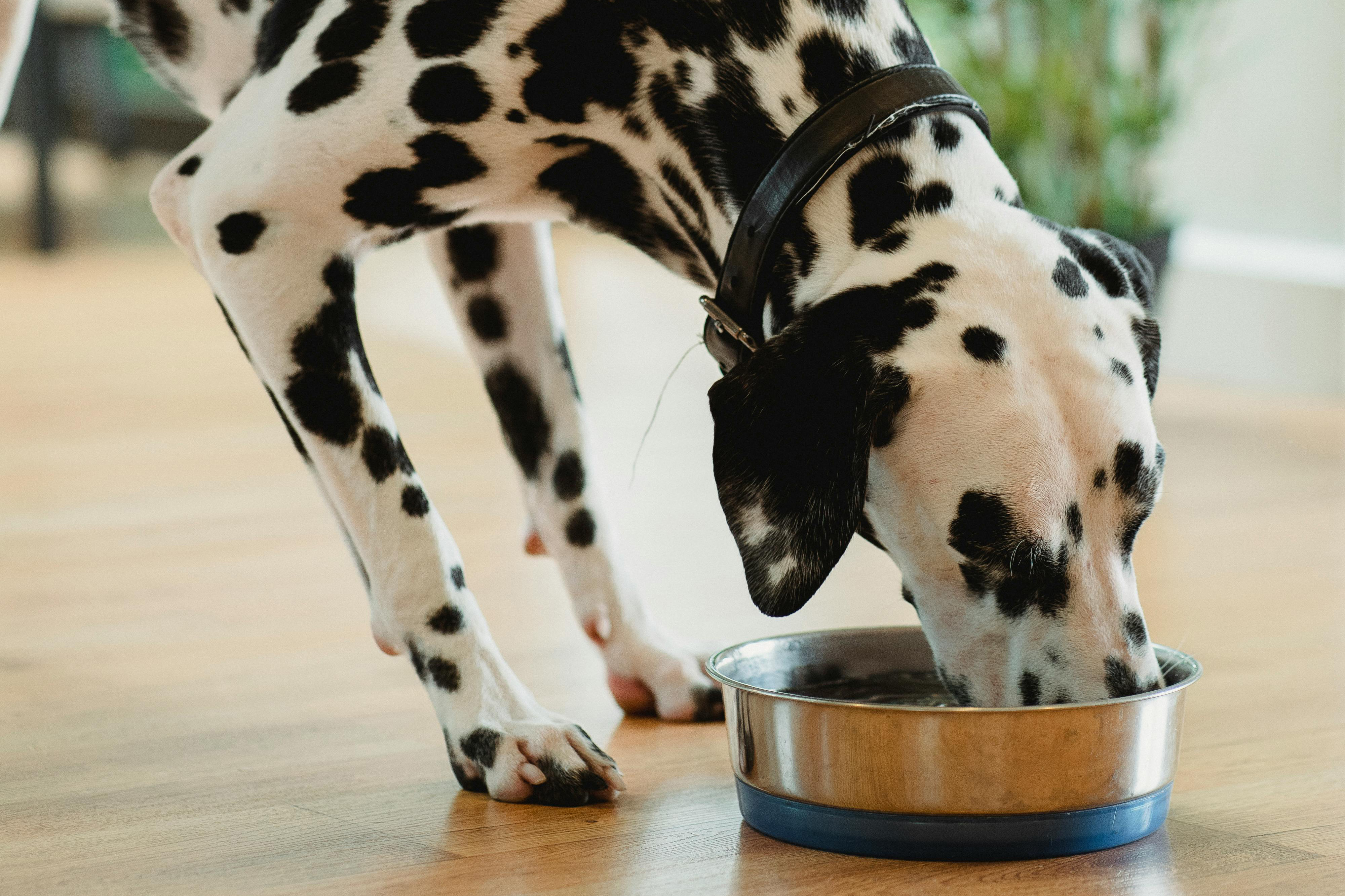 Kuidas minna üle uuele koeratoidule?